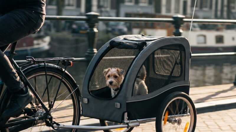 Wat is een hondenfietskar?